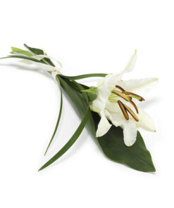 Vit lilja med stort blad