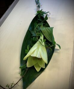 Vit lilja med grönt blad