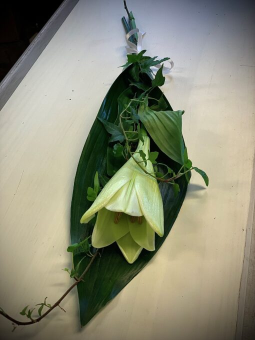 Vit lilja med grönt blad